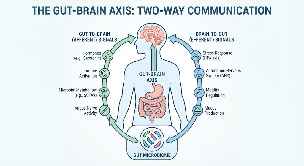 New IBS Genetics Study (2026): Scientists Discover More Evidence That IBS Is Rooted in the Brain–Gut Connection illustration